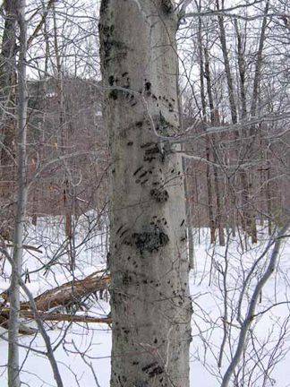 Bear Clawed Beech Tree