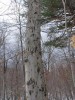 Bear Clawed Beech Tree