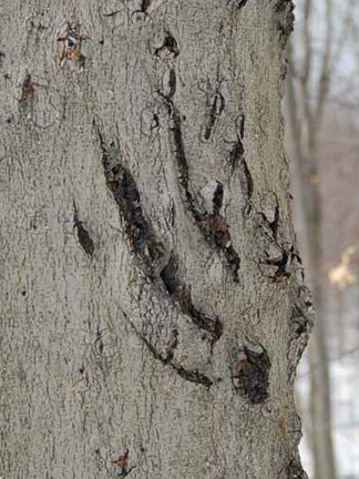 Bear Claw Mark